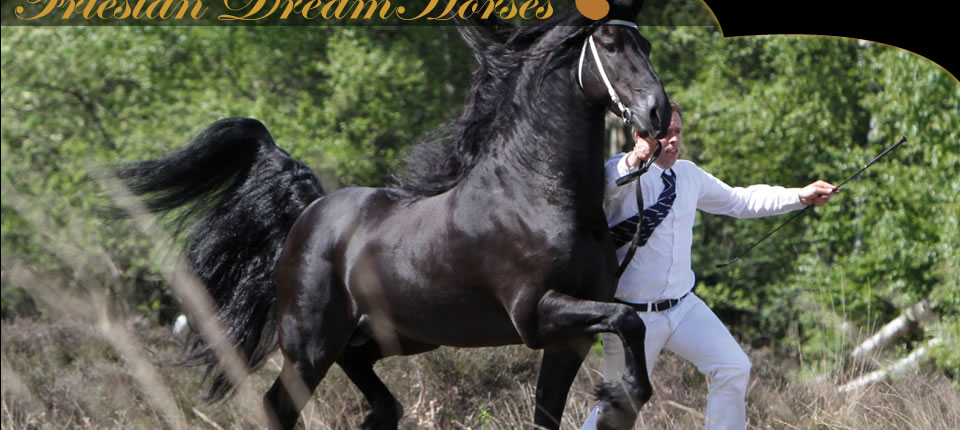 Friesian Dream Horses - Export Worldwide